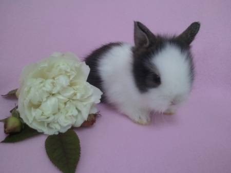 Jolie le lapin de ma cpline, il s'appèlent : Biberon.