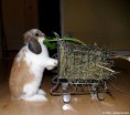 /album/galerie-photos/gege-jpg/